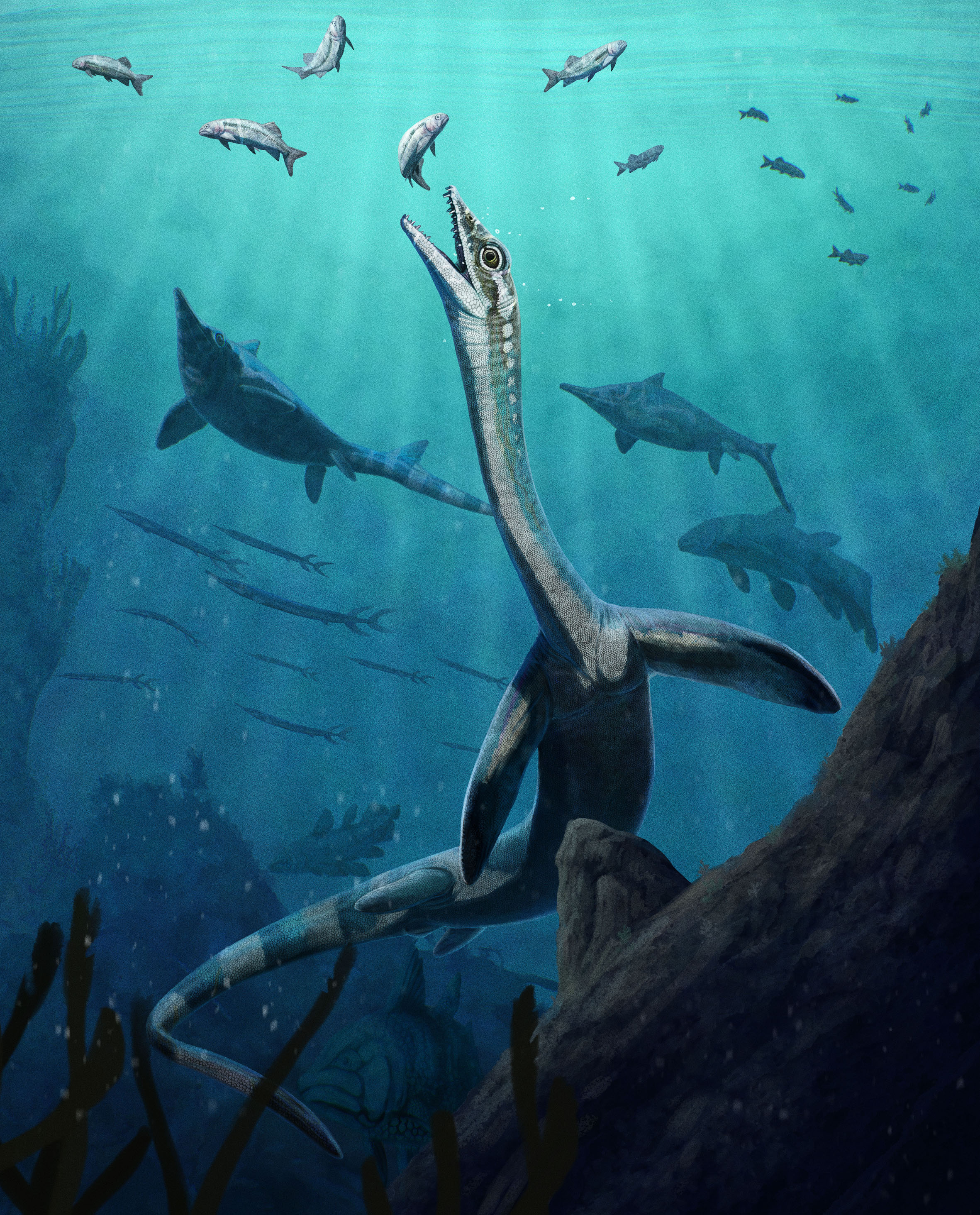 The full artists reconstruction of Austronaga, showing the animal reach up for some fish as icthyosaurs and larger fish swim in the background. The full artists reconstruction of Austronaga, showing the animal reach up for some fish as icthyosaurs and larger fish swim in the background.